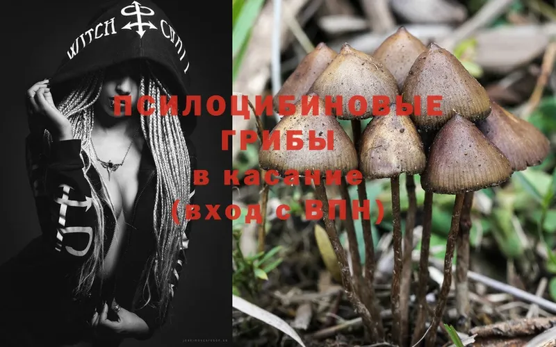 Псилоцибиновые грибы MAGIC MUSHROOMS  хочу наркоту  Ельня 